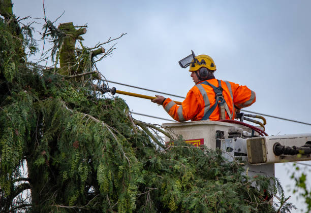 Best Tree Preservation Services  in New Mford, IL