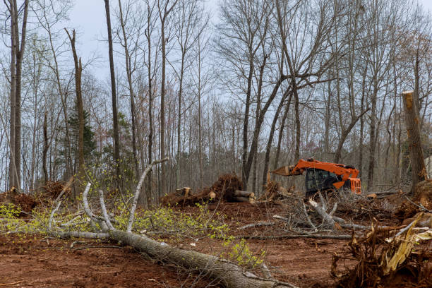 Best Lot and Land Clearing  in New Mford, IL